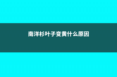 南洋杉叶子变黄怎么办 (南洋杉叶子变黄什么原因)