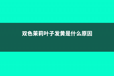 双色茉莉叶子发黄怎么办 (双色茉莉叶子发黄是什么原因)