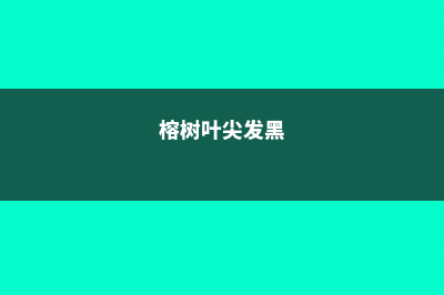 榕树叶子发黑怎么办 (榕树叶尖发黑)