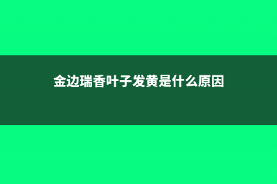 金边瑞香叶子发黄怎么办 (金边瑞香叶子发黄是什么原因)