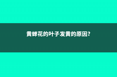 黄蝉叶子发黄怎么办 (黄蝉花的叶子发黄的原因?)