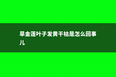 旱金莲叶子发黄怎么回事 (旱金莲叶子发黄干枯是怎么回事儿)