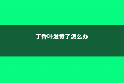 丁香叶子发黄是怎么回事 (丁香叶发黄了怎么办)