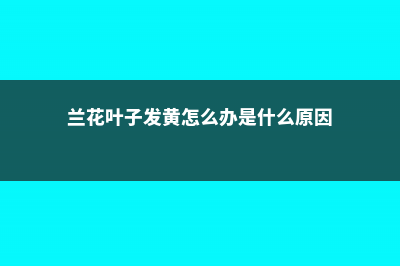 兰花叶子发黄怎么办 (兰花叶子发黄怎么办是什么原因)