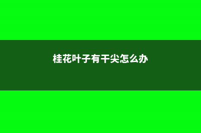 桂花叶子干尖是什么原因 (桂花叶子有干尖怎么办)