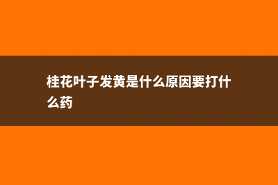 桂花叶子发黄是什么原因 (桂花叶子发黄是什么原因要打什么药)