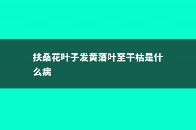 扶桑花叶子发黄怎么办 (扶桑花叶子发黄落叶至干枯是什么病)