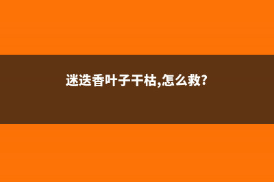 迷迭香叶子干枯怎么办 (迷迭香叶子干枯,怎么救?)