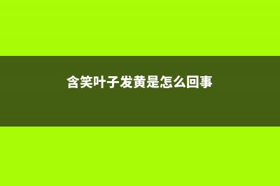 含笑叶尖发黄是怎么回事 (含笑叶子发黄是怎么回事)