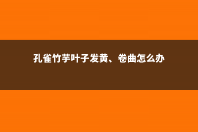 孔雀竹芋叶子发黄怎么办 (孔雀竹芋叶子发黄、卷曲怎么办)