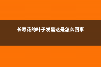 长寿花的叶子发黄干枯 (长寿花的叶子发黑这是怎么回事)