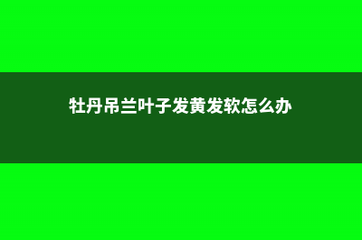 牡丹吊兰叶子发黄怎么办 (牡丹吊兰叶子发黄发软怎么办)