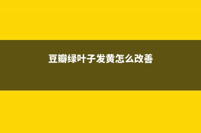 豆瓣绿叶子发黄还可以挽救吗 (豆瓣绿叶子发黄怎么改善)