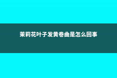 茉莉花叶子发黄怎么办 (茉莉花叶子发黄卷曲是怎么回事)