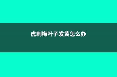 虎刺梅叶子发黄怎么办 (虎刺梅叶子发黄怎么办)