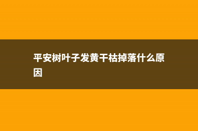 平安树叶子发黄是怎么回事 (平安树叶子发黄干枯掉落什么原因)