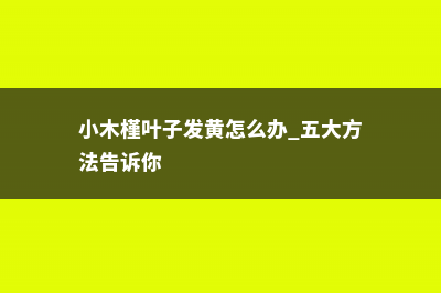 小木槿叶子发黄怎么办 (小木槿叶子发黄怎么办 五大方法告诉你)