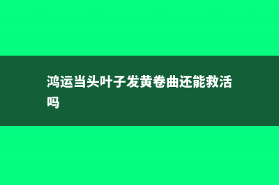 鸿运当头叶子发黄卷曲怎么办 (鸿运当头叶子发黄卷曲还能救活吗)