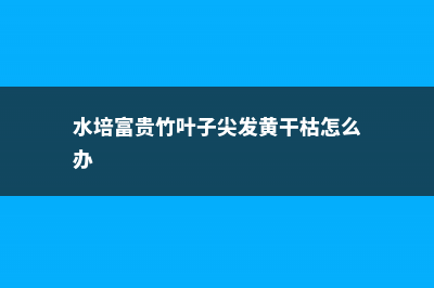 水培富贵竹叶子发黄怎么办 (水培富贵竹叶子尖发黄干枯怎么办)