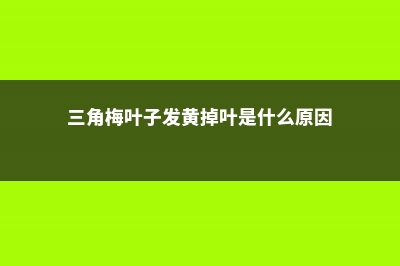 三角梅叶子发黄的原因及解决方法 (三角梅叶子发黄掉叶是什么原因)