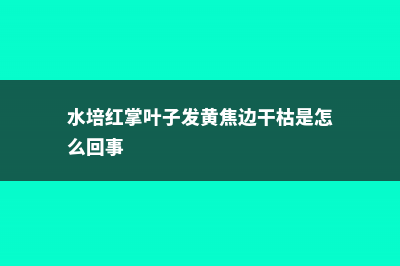 水培红掌叶子发黄怎么办 (水培红掌叶子发黄焦边干枯是怎么回事)