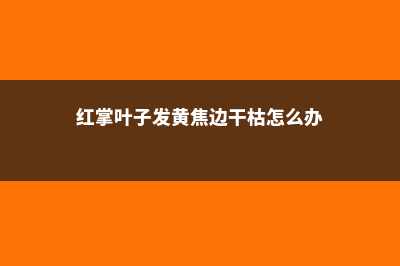 红掌叶子发黄焦边干枯是怎么回事 (红掌叶子发黄焦边干枯怎么办)