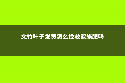 文竹叶子发黄怎么处理 (文竹叶子发黄怎么挽救能施肥吗)