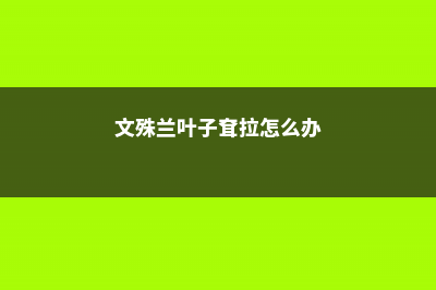 文殊兰叶子变黄怎么办 (文殊兰叶子耷拉怎么办)