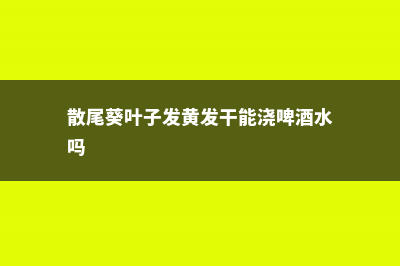 散尾葵叶子发黄干枯怎么办 (散尾葵叶子发黄发干能浇啤酒水吗)