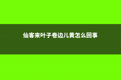 仙客来卷曲发黄如何防治 (仙客来叶子卷边儿黄怎么回事)