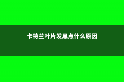 卡特兰叶子变黄是怎么回事 (卡特兰叶片发黑点什么原因)