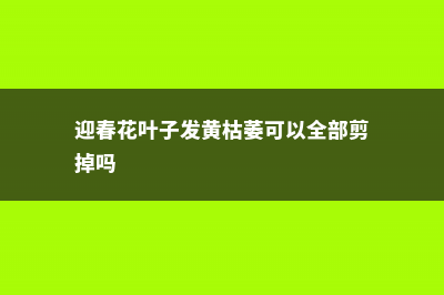 迎春花叶子发黄怎么办 (迎春花叶子发黄枯萎可以全部剪掉吗)