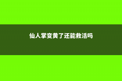 仙人掌变黄的原因是什么 (仙人掌变黄了还能救活吗)