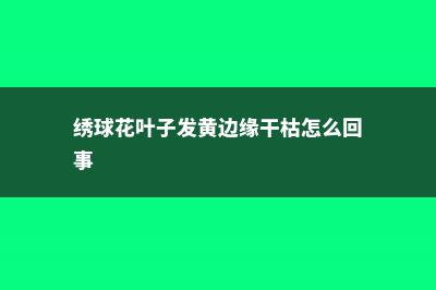 绣球花叶子发黄怎么办 (绣球花叶子发黄边缘干枯怎么回事)