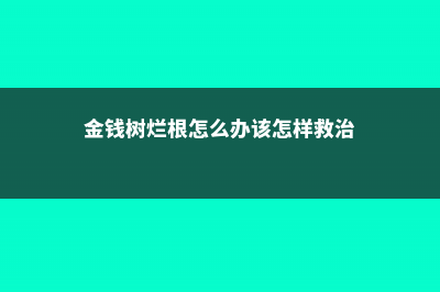 金钱树烂根怎么补救，烂根不换土行吗 (金钱树烂根怎么办该怎样救治)