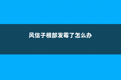 风信子根部发霉了怎么办，还能活吗 (风信子根部发霉了怎么办)