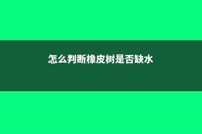 如何判断橡皮树烂根 (怎么判断橡皮树是否缺水)