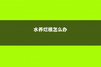 水多烂根怎么处理，花老是烂根怎么回事 (水养烂根怎么办)