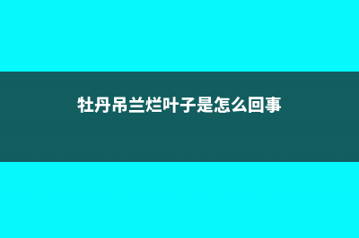 牡丹吊兰烂根怎么回事 (牡丹吊兰烂叶子是怎么回事)