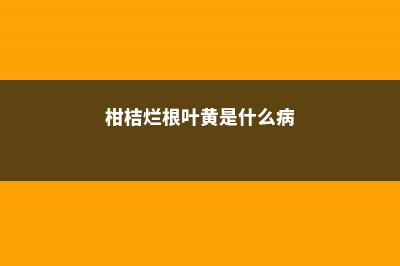 柑橘烂根是什么原因 (柑桔烂根叶黄是什么病)