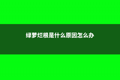 绿萝烂根是什么原因 (绿萝烂根是什么原因怎么办)