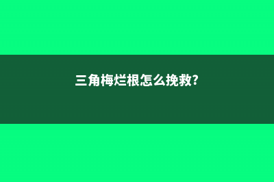 三角梅烂根怎么挽救 (三角梅烂根怎么挽救?)