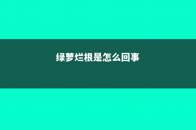 绿萝烂根怎么办 (绿萝烂根是怎么回事)