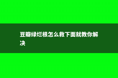 豆瓣绿烂根怎么办 (豆瓣绿烂根怎么救下面就教你解决)