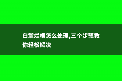 白掌烂根怎么办 (白掌烂根怎么处理,三个步骤教你轻松解决)