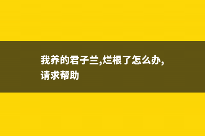 多肉君子兰...烂根必死！再不救，活不过夏天！ (我养的君子兰,烂根了怎么办,请求帮助)