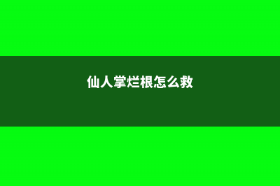 仙人掌烂根怎么补救 (仙人掌烂根怎么救)