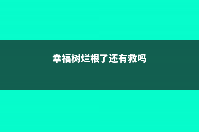 幸福树烂根的救治方法 (幸福树烂根了还有救吗)