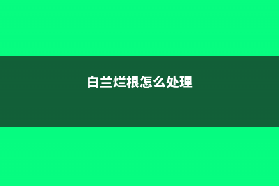 白兰烂根怎么处理 (白兰烂根怎么处理)