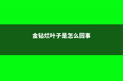 金钻烂根怎么办 (金钻烂叶子是怎么回事)